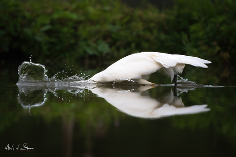 jagende grote zilverreiger