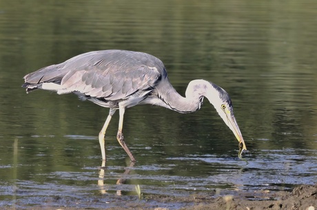 Reiger