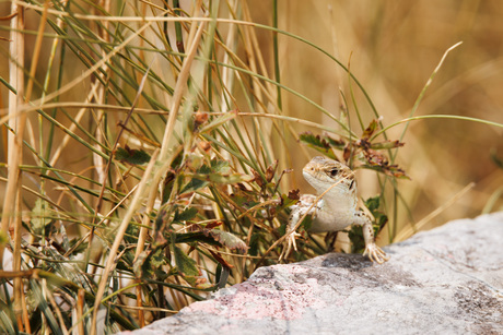 zandhagedis