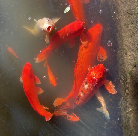 koi