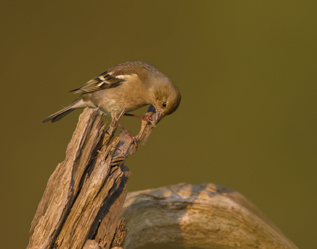 Een vink op een dode boomstronk