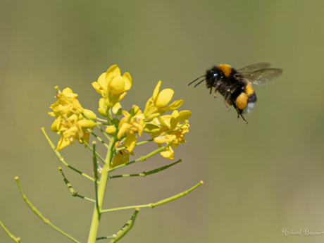 Hommel 