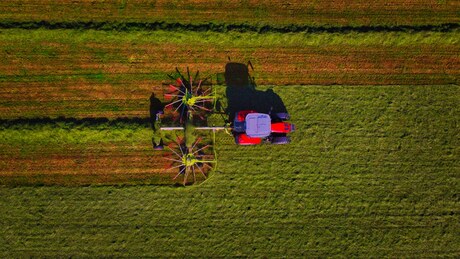 Het gemaaide gras in rechte banen leggen..