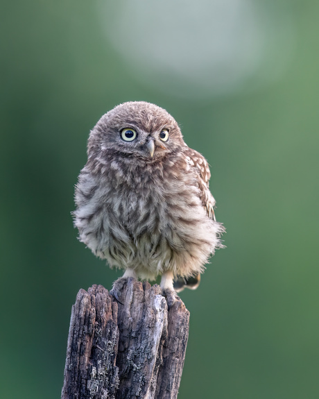 Fluffy owl caught on camera 📸