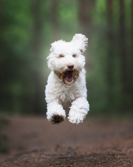 Pootjes van de grond