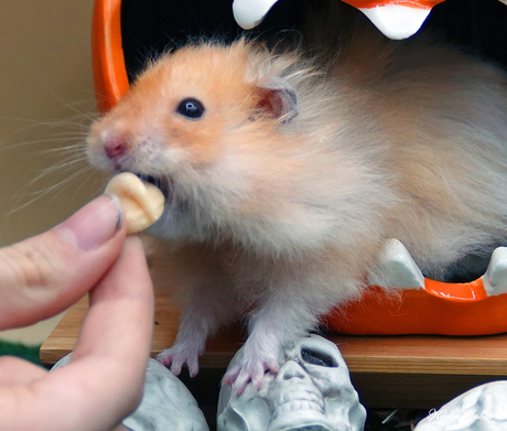 "Alles voor een snoepje..."