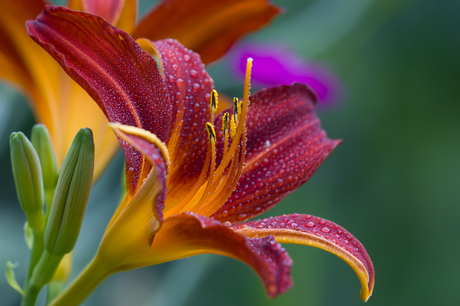 Ochtenddauw op de bloemen in de tuin