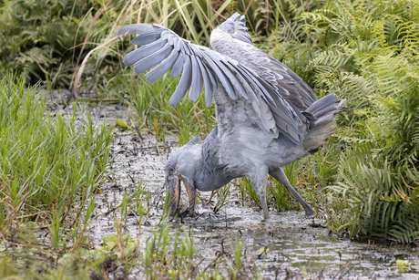 Schoenbek ooievaar in actie.