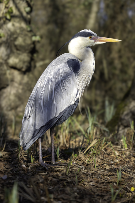 Wild, tam en Scherp tegelijk.