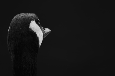 Black and white