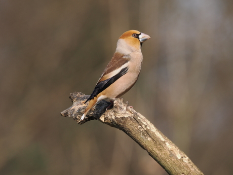 Appelvink