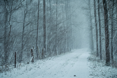 Sneeuwbui in het bos