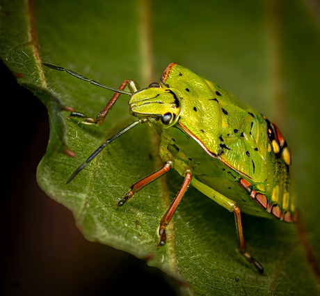 De zuidelijke groene schildwants (nimf)