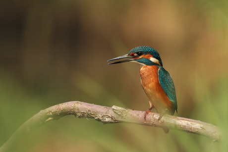 IJsvogel 