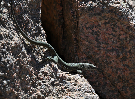 Klein reptiel, grote wereld