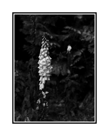 Digitalis