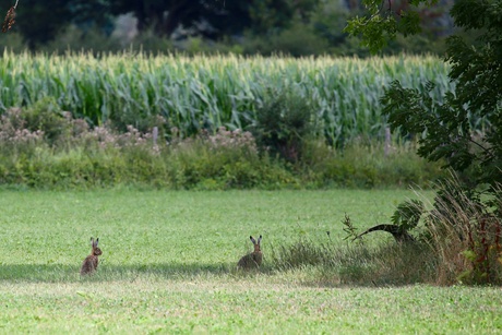In een groen knollenland
