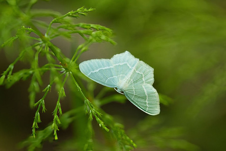 melkwitte zomervlinder