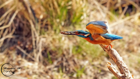 IJsvogel uit de startblokken.