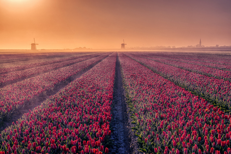 Mistflarden boven de tulpen