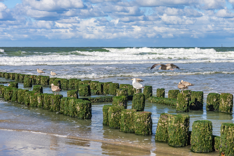 Zon, zee en meeuwen (2)