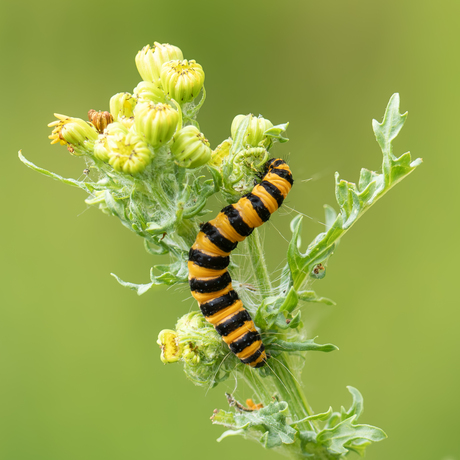 Eens ben ik de ware (sint) Jacob