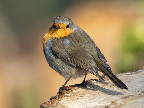 Roodborst-Robin (Erithacus rubecula)