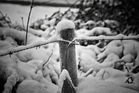 Het prikkeldraad ziet er zo zacht uit 