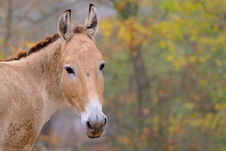 Onager in herfstsferen