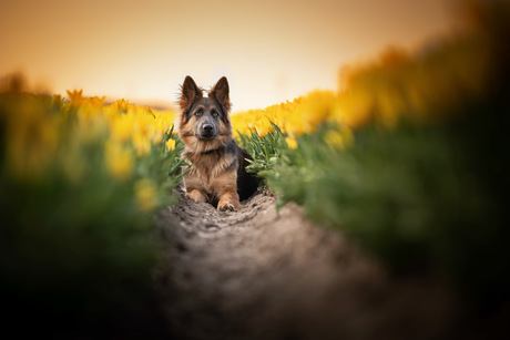 Tess tussen de tulpen 