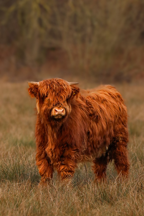 Schotse hooglander kalf