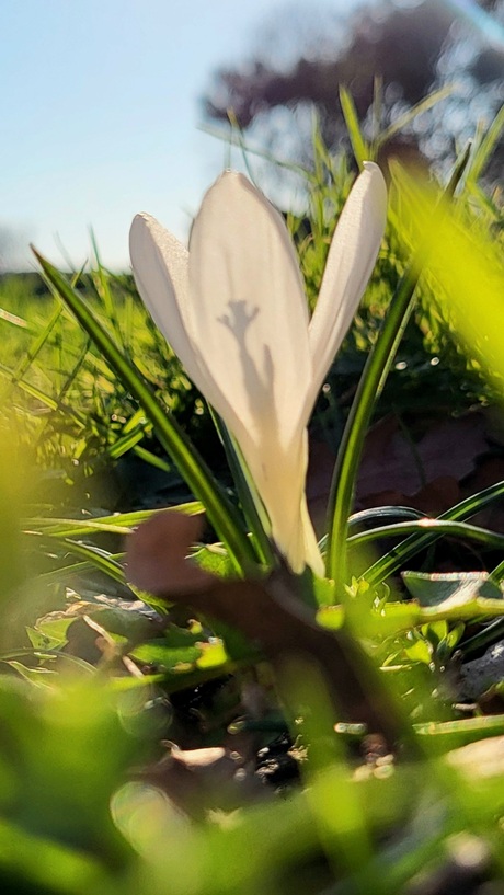 Krokus in de zon