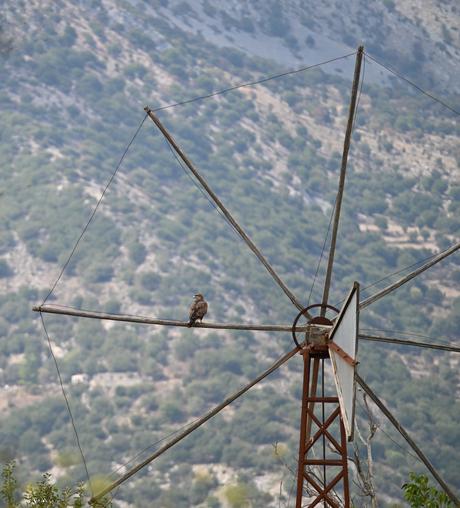 Buizerd