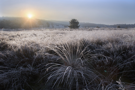 Winter Wonderland