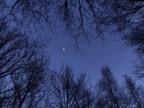Maanlicht schijnt door de bomen