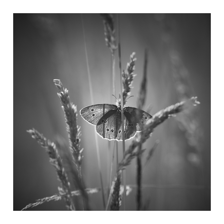 Backlight Wings