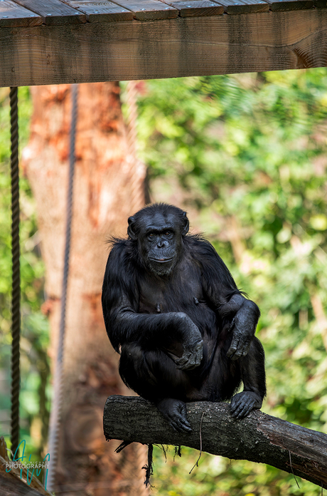 Chimpansee op een boomstam