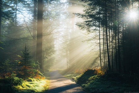 Zonneharpen speulderbos