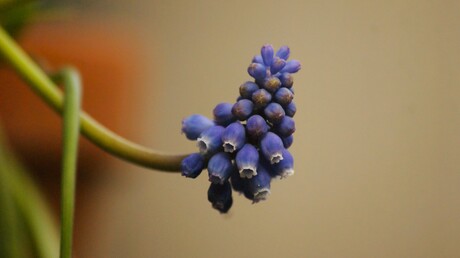 Blauw druifje