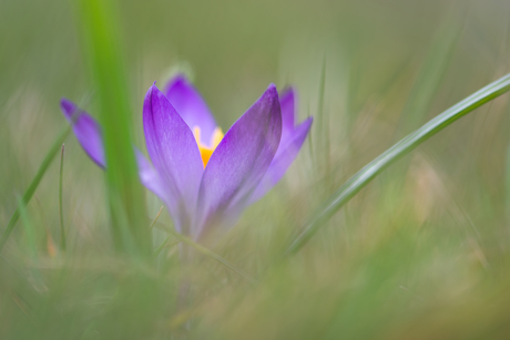 Purple spring