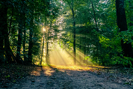 Zonnestralen in het bos