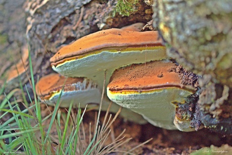 roodgerande houtzwam (Fomitopsis pinicola).