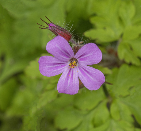 Robertskruid met vrucht (Geranium Robertianum)