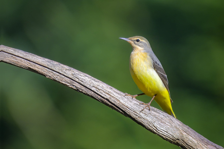 Grote gele kwikstaart 