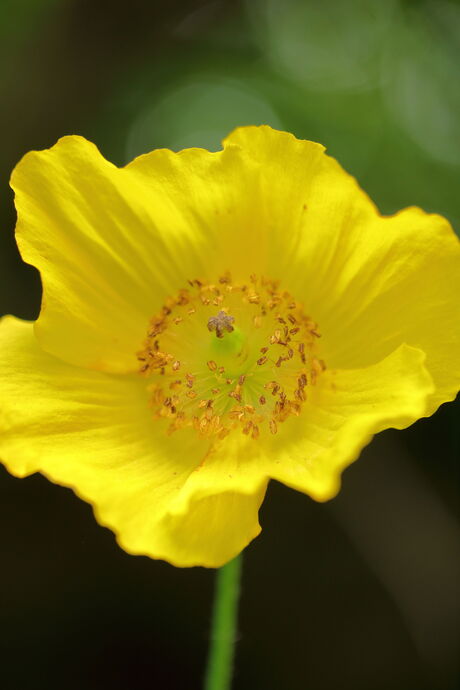 schijnpapaver