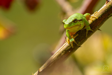 Kermit de Boomkikker