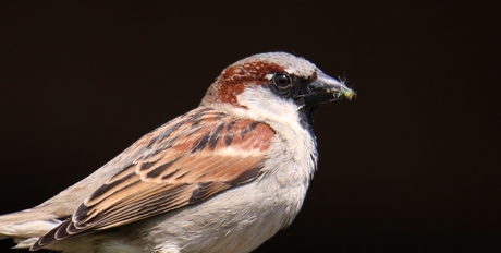 Vogels in de tuin