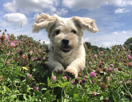 Springend hondje tussen de bloemen