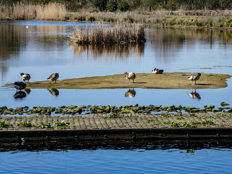 Voorjaar