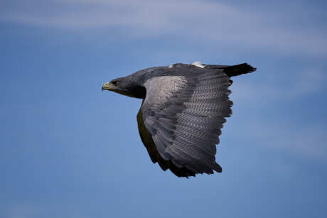 Zoeven door de lucht